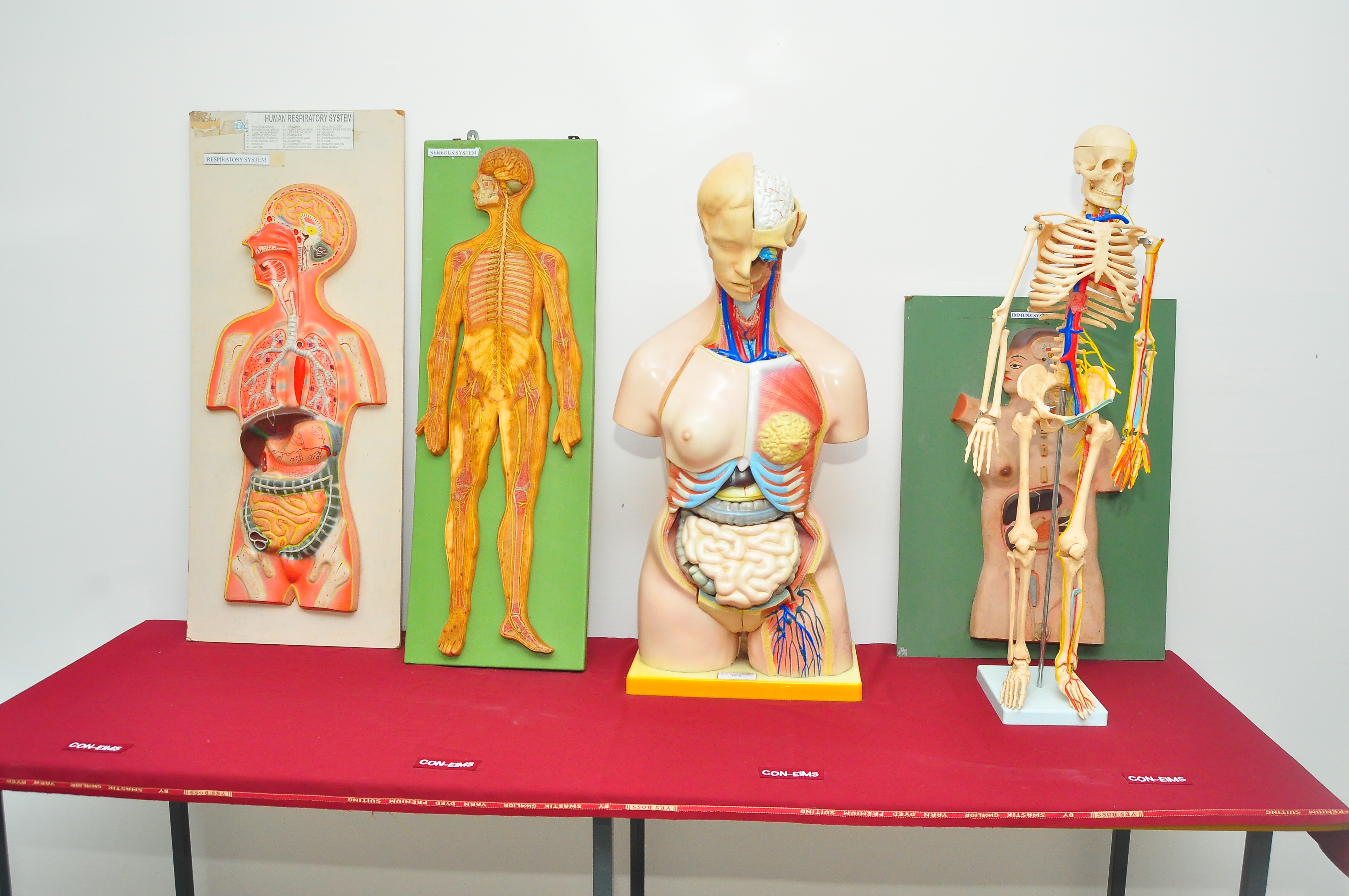 Pre-Clinical Lab 5